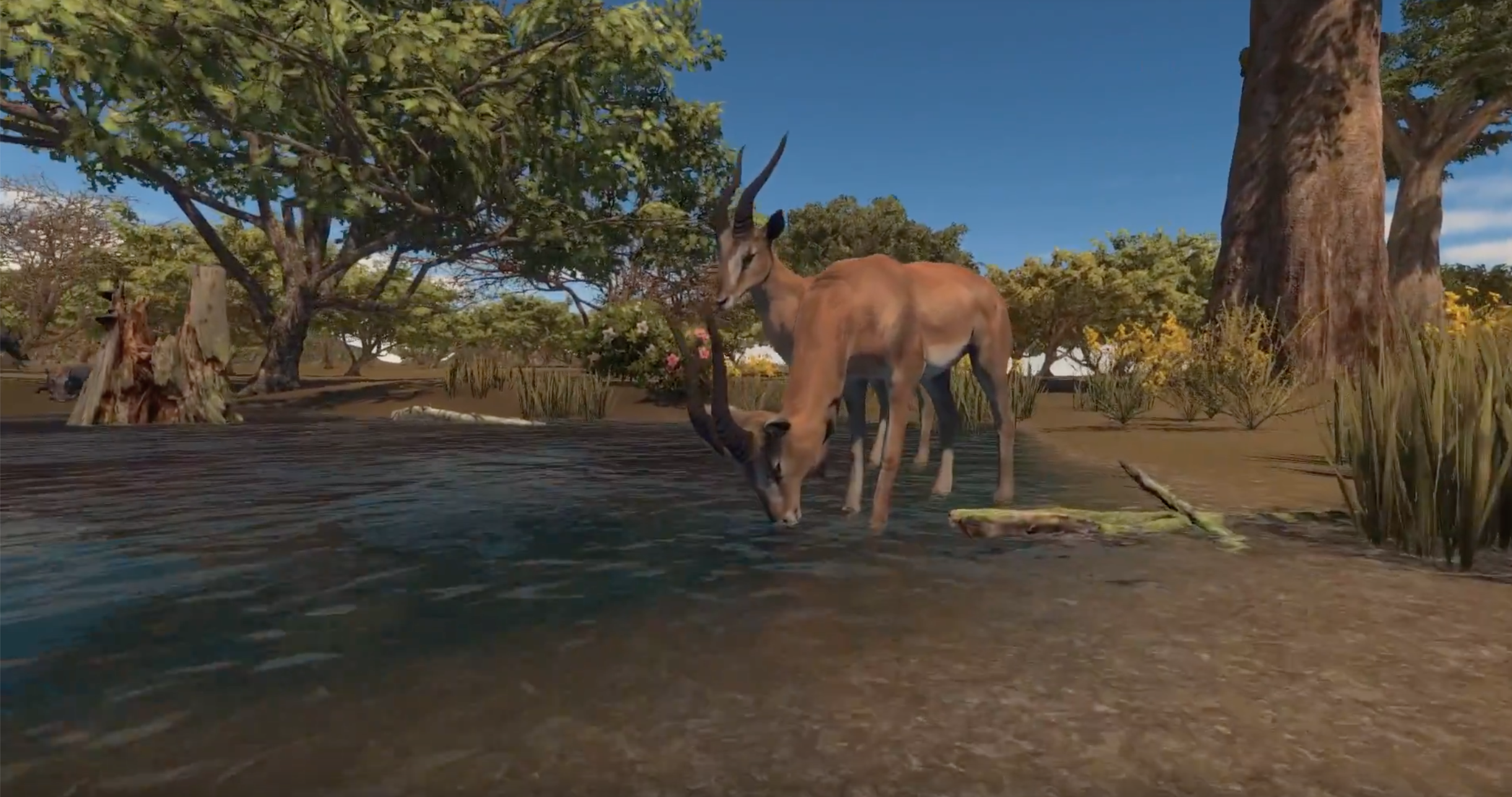 Antelope